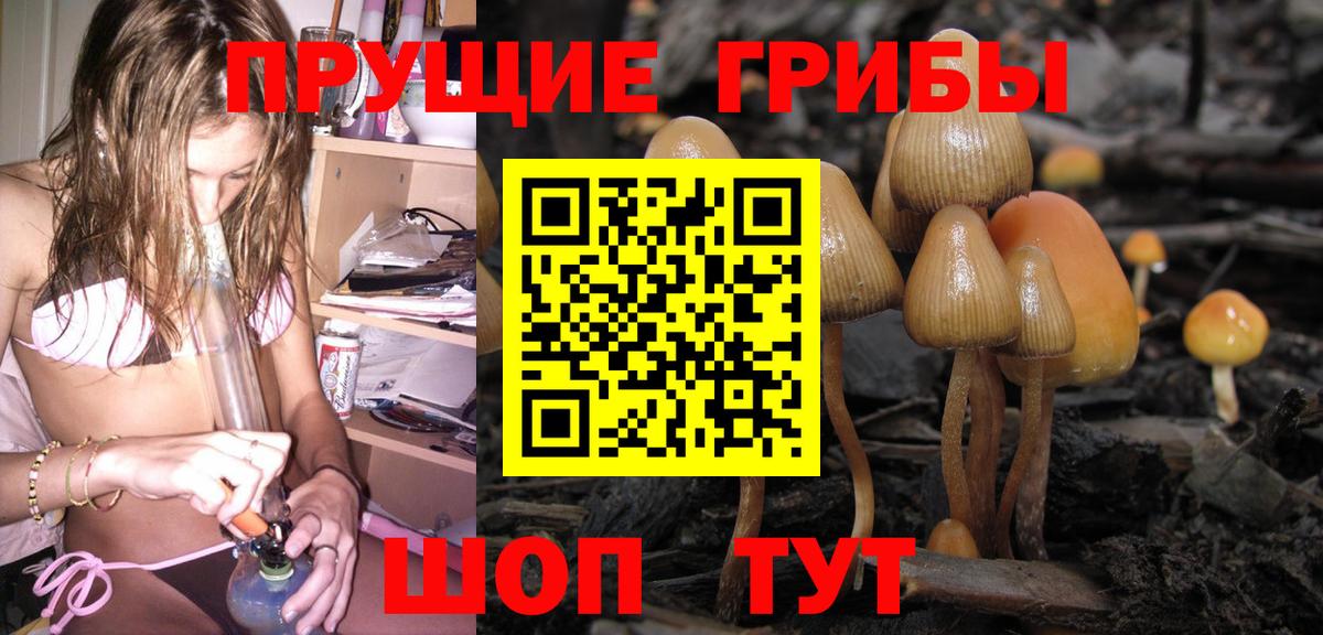 Псилоцибиновые грибы Psilocybe Гулькевичи